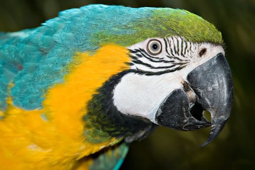 a macaw bird close up looking into the camera