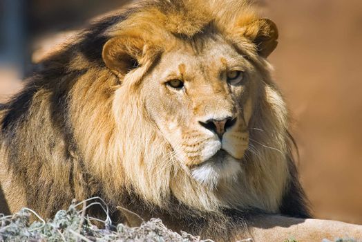 a lion sits and looks towards the camera