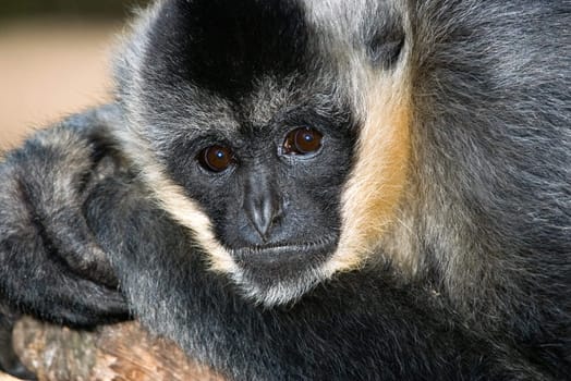 a white handed gibbon staring into the camera