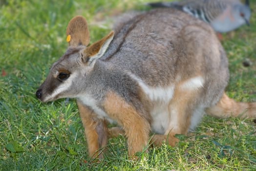 yellow footed rock wallaby