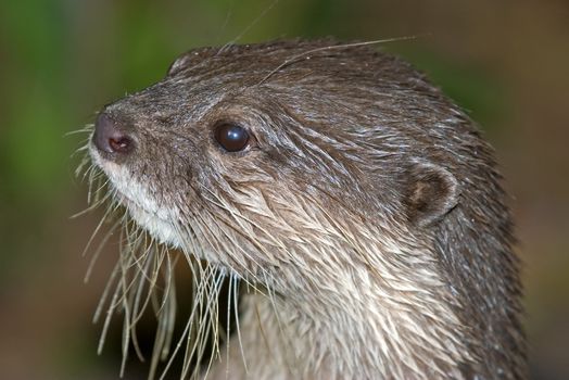 headshot of a small clawed otter looking to the left