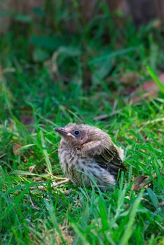 a little baby miner bird has fallen from the nest