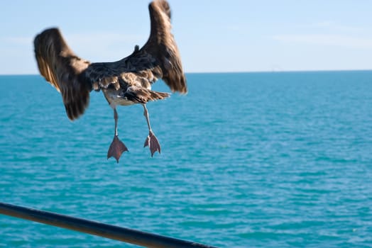 its time to go - a large petrel sea bird takes of from a handrail to head out over the ocean