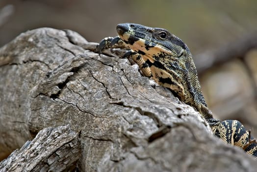 a lace monitor (goanna) sticks its head up and looks over a log