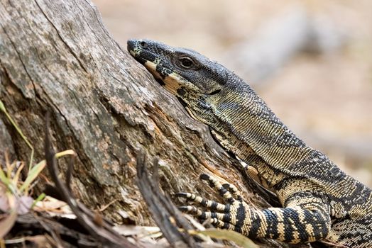 a lace monitor (goanna) stops and rests at the base of a tree