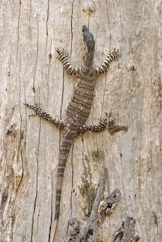 a goanna (lace monitor) part way climbing up a tree