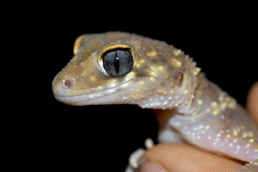 a nice gecko lizard being held up close in front of black background