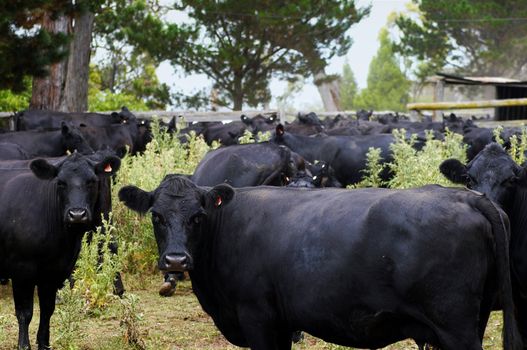black cows in a corral looking around
