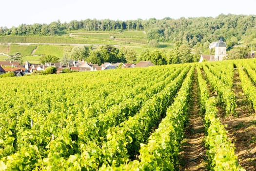 vineyards near Gevrey-Chambertin, Cote de Nuits, Burgundy, France