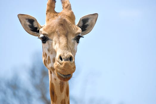 nice image of giraffe looking at camera