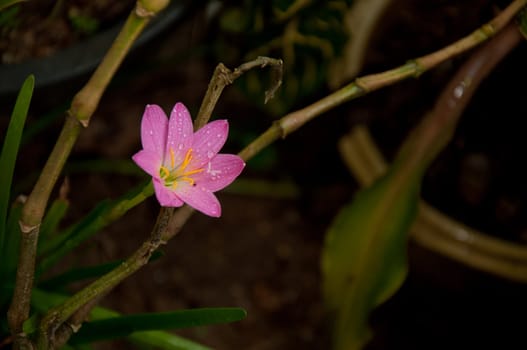 a picture of beautiful pink flower blossom