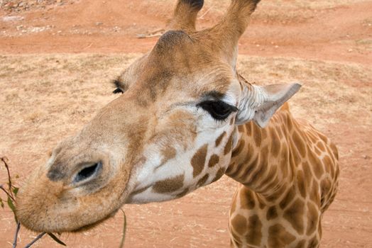close up image of a nice tall giraffe