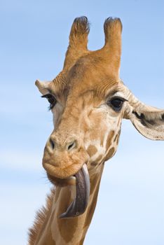 a close up of a giraffe with its long tongue out looking stupid