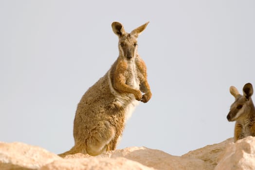 nice image of a yellow footed rock wallaby