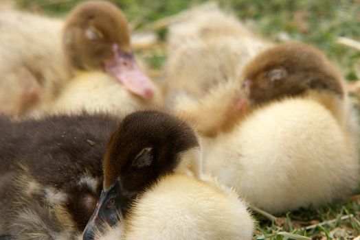 three cute little ducklings lay on the grass sleeping