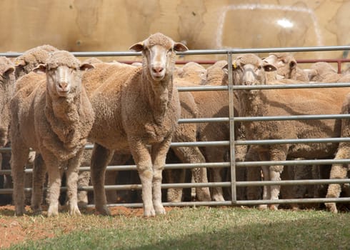 all the sheep in a pen except those that got out