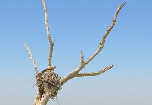 whistling kite sits high up in its nest in a tree in front of blue sky (copy space)