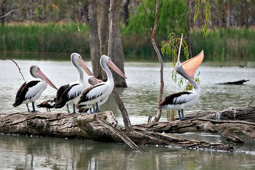 one boastful pelican showing off in front of three mates