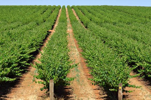 rows of grape vines reaching out over the horizon