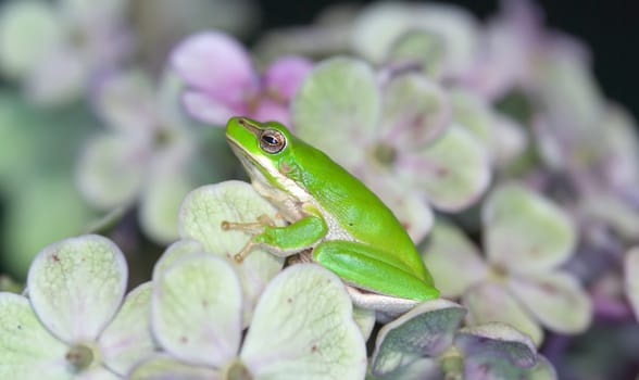 a little dwarf green frog sits amongst the flowers