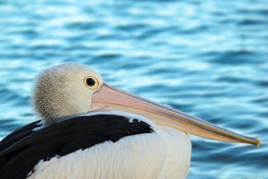 pelican sits and watches beautiful clear blue water