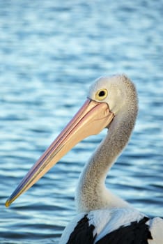 beautiful close up image of pelican in front of blue water
