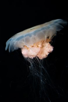 a big jellyfish on black background