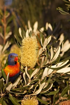 rainbow lorikeet eating a banksia