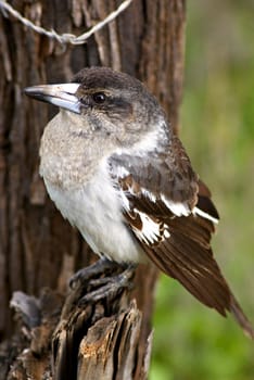 a grey butcherbird on a tree stump