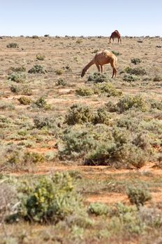 camels grazing on the saltbush in the desert
