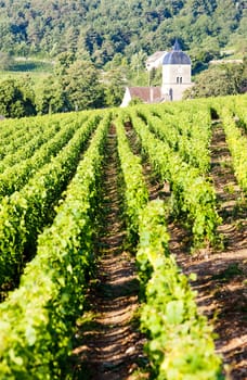 vineyards near Gevrey-Chambertin, Cote de Nuits, Burgundy, France