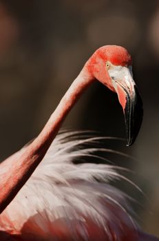 Portrait of the Caribbean flamingo. A portrait of the Caribbean flamingo on a nest. Close up