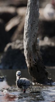 Baby bird of the Caribbean flamingo. A warm and fuzzy baby bird of the Caribbean flamingo at nests.