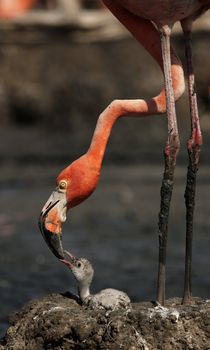 Baby bird of the Caribbean flamingo. A warm and fuzzy baby bird of the Caribbean flamingo near to the parent.
