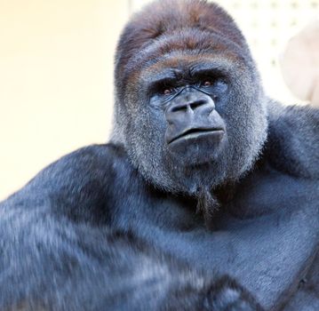 image of a big male silverback gorilla with some expressions