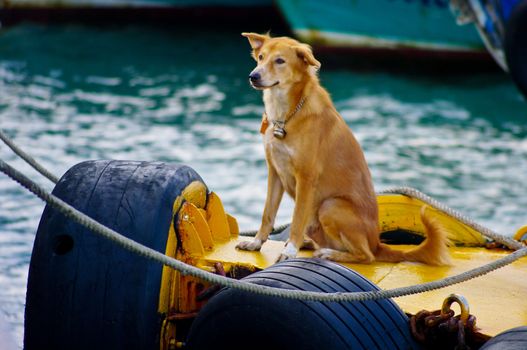 Yellow dog sit on the boat with sea background