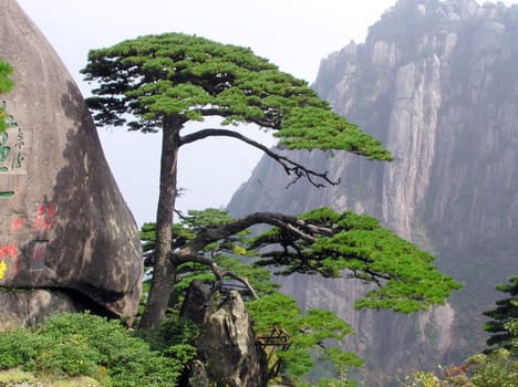 The famous Huangshan welcoming pine