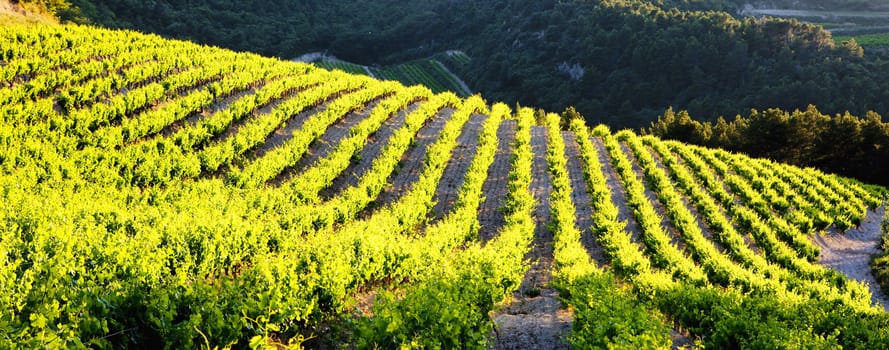 vineyards near Gigondas, Provence, France