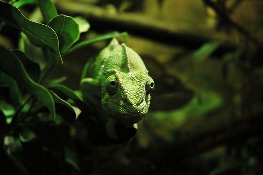 Amazing exotic creature. Small lizard - who can change color of the skin. green chameleon