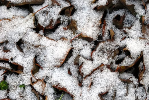 Dark Fallen Leaves Covered with Snow on the Ground Texture