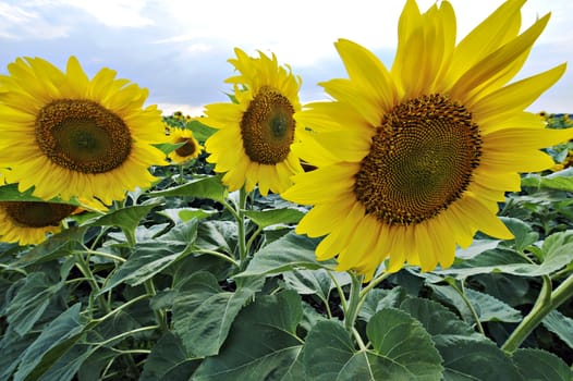 Magnificence colors of sunflower blossoming in ukrainean countryside