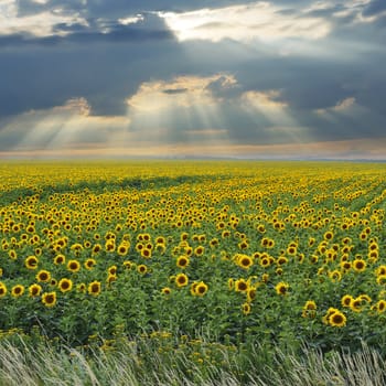 Battle between sunshine and clouds above wonderful sunflower field