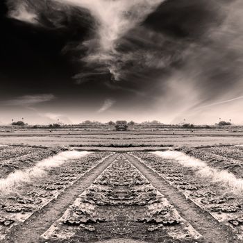 Dramatic landscape of field with sepia tone.