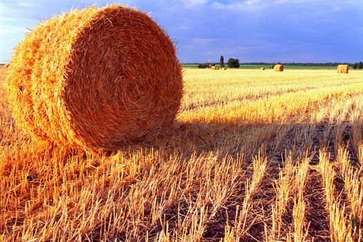 wheat feald after harvesting. Straw in rolling sheaf