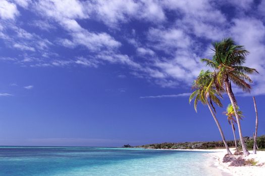 Pulm trees on Caribbean coastwise