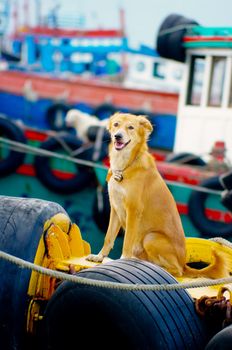 Yellow dog smile and sit on the boat