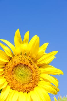 sunflower, Rhone-Alpes, France