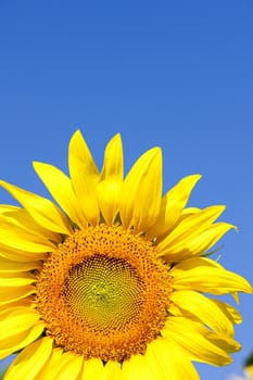 sunflower, Rhone-Alpes, France