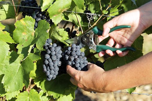 woman hands harvesting grapes in french fields