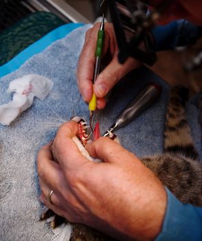 Veterinarian cleaning teeth on a small pet cat
